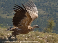 Sup bielohlavý -Gyps fulvus - Eurasian Griffon Vulture