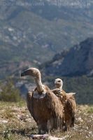 Sup bielohlavý -Gyps fulvus - Eurasian Griffon Vulture
