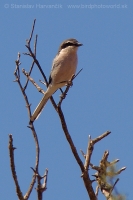 Strakoš prieložný - Lanius meridionalis - Iberian Grey Shrike