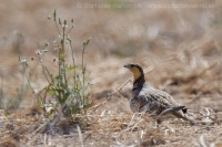 Stepiar bielobruchý - Pterocles alchata - Pin-tailed Sandgrouse