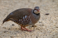 Kuropta červená - Alectoris rufa - Red-legged Partridge