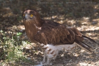 Hadiar krátkoprstý - Circaetus gallicus - Short-toed Eagle