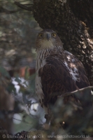 Orol jastrabovitý - Aquila fasciata - Bonelli´s Eagle