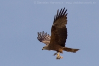 Haja tmavá - Milvus migrans - Black Kite