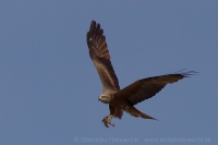 Haja tmavá - Milvus migrans - Black Kite