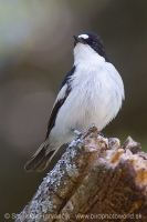 Muchárik čiernohlavý - Ficedula hypoleuca iberiae - Pied Flycatcher