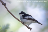 Muchárik čiernohlavý - Ficedula hypoleuca iberiae - Pied Flycatcher