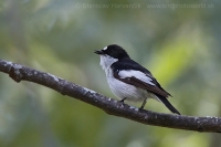 Muchárik čiernohlavý - Ficedula hypoleuca iberiae - Pied Flycatcher