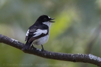 Muchárik čiernohlavý - Ficedula hypoleuca iberiae - Pied Flycatcher