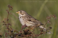 Strnádka lúčna - Miliaria calandra - Corn Bunting