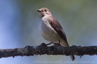 Muchárik čiernohlavý - Ficedula hypoleuca iberiae - Pied Flycatcher