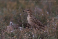 Škovránok poľný - Alauda arvensis - Common Skylark