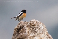 Pŕhľaviar čiernohlavý - Saxicola torquata - Common Stonechat