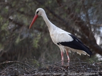 Bocian biely - Ciconia ciconia - White Stork