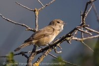 Penica slávikovitá - Sylvia borin - Garden Warbler