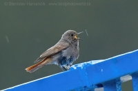 Žltochvost domový - Phoenicurus ochruros - Black Redstart