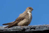 Lastovička skalná - Ptyonoprogne rupestris - Crag Martin