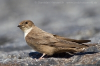 Lastovička skalná - Ptyonoprogne rupestris - Crag Martin