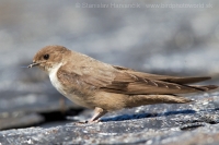 Lastovička skalná - Ptyonoprogne rupestris - Crag Martin