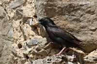 Škorec jednofarebný - Sturnus unicolor - Spotless Starling