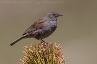 Vrchárka modrá - Prunella modularis - Dunnock
