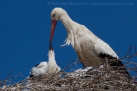 Bocian biely - Ciconia ciconia - White Stork