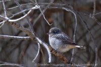Strakoš červenohlavý - Lanius senator - Woodchat Shrike
