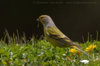 Stehlík citrónový - Carduelis citrinella - Citril Finch