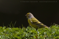 Stehlík citrónový - Carduelis citrinella - Citril Finch