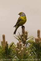 Stehlík citrónový - Carduelis citrinella - Citril Finch
