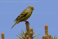 Stehlík citrónový - Carduelis citrinella - Citril Finch
