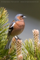 Pinka obyčajná - Fringilla coelebs - Common Chaffinch