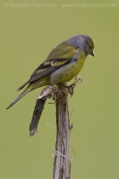 Stehlík citrónový - Carduelis citrinella - Citril Finch