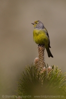 Stehlík citrónový - Carduelis citrinella - Citril Finch