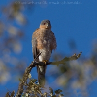 Jastrab krahulec - Accipiter nisus punicus - Sparrowhawk