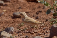 Škovránok púštny - Ammomanes cinctura - Bar-tailed Lark