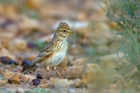 Škovránka malá - Calandrella rufescens - Lesser Short-toed Lark