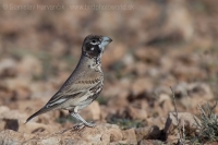 Škovran hrubozobý - Ramphocoris clotbey - Thick-billed Lark