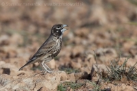 Škovran hrubozobý - Ramphocoris clotbey - Thick-billed Lark