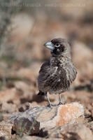 Škovran hrubozobý - Ramphocoris clotbey - Thick-billed Lark