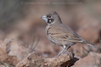 Škovran hrubozobý - Ramphocoris clotbey - Thick-billed Lark