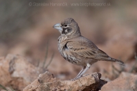 Škovran hrubozobý - Ramphocoris clotbey - Thick-billed Lark