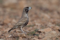 Škovran hrubozobý - Ramphocoris clotbey - Thick-billed Lark