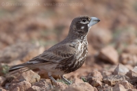 Škovran hrubozobý - Ramphocoris clotbey - Thick-billed Lark