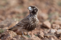 Škovran hrubozobý - Ramphocoris clotbey - Thick-billed Lark