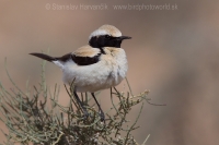 Skaliarik púšťový - Oenanthe deserti - Desert Wheatear
