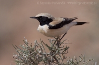 Skaliarik púšťový - Oenanthe deserti - Desert Wheatear
