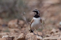 Uškárik bielohrdlý - Eremophila bilopha - Temminck´s Lark