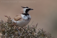 Uškárik bielohrdlý - Eremophila bilopha - Temminck´s Lark