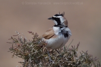 Uškárik bielohrdlý - Eremophila bilopha - Temminck´s Lark